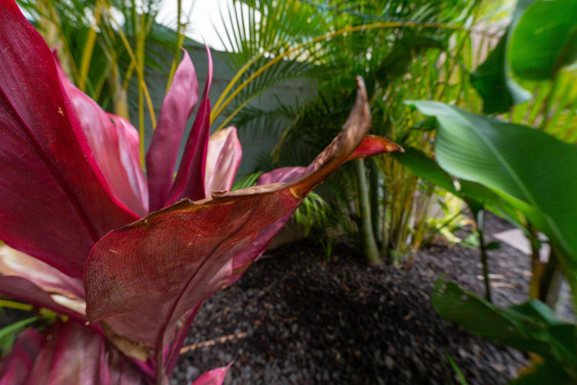 Plumeria Suite, 2-Bedrooms, Sleeps 6, Pool & Bbq, Pre-Renovation Summer Sale Kihei Bagian luar foto